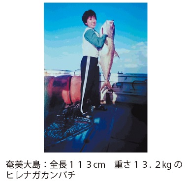 写真　奄美大島：全長１１３cm　重さ１３. ２kg のヒレナガカンパチ