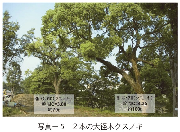 写真5 2本の大径木クスノキ