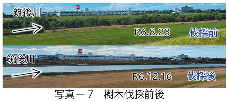 写真7　樹木伐採後前後
